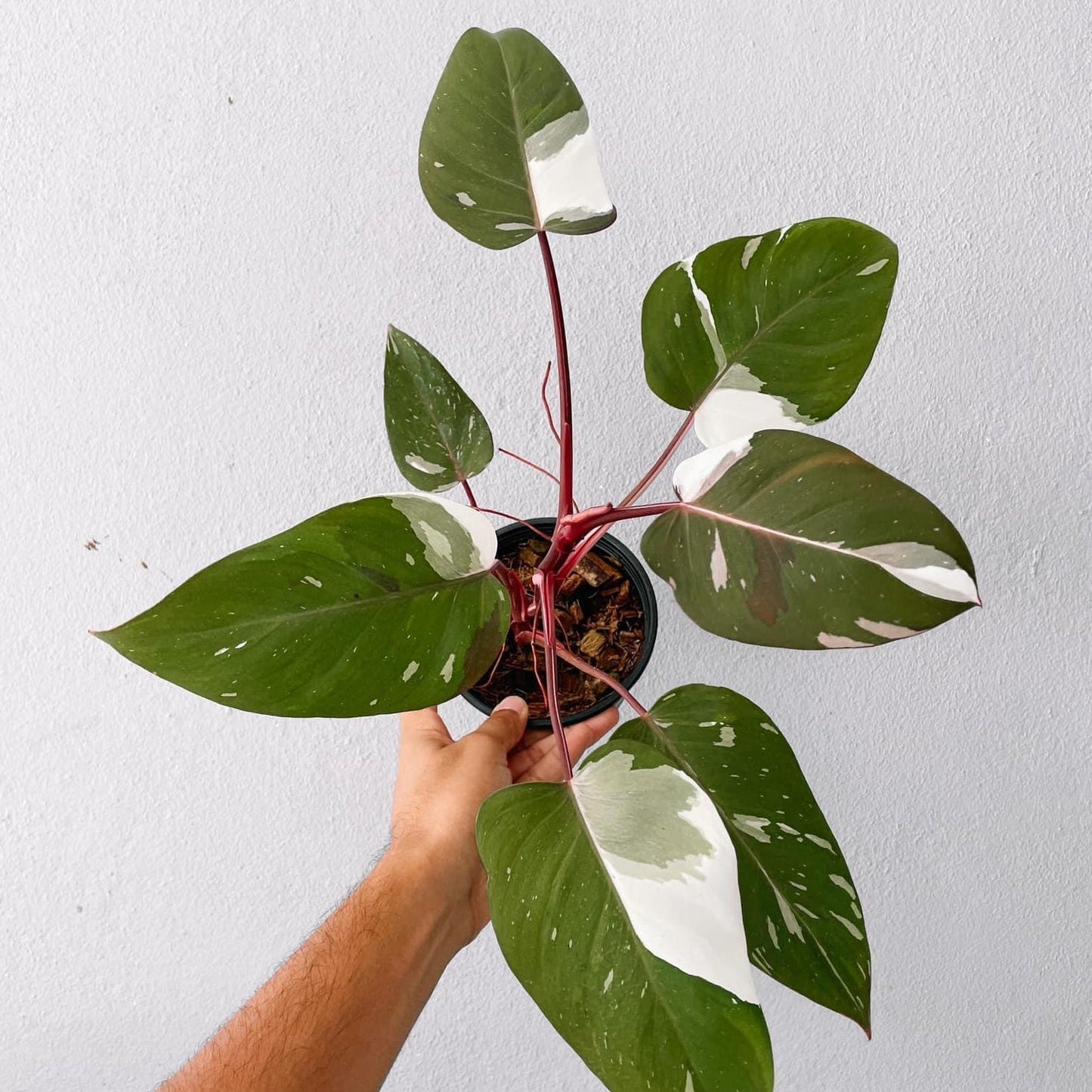 Philodendron White Princess Plant with POT
