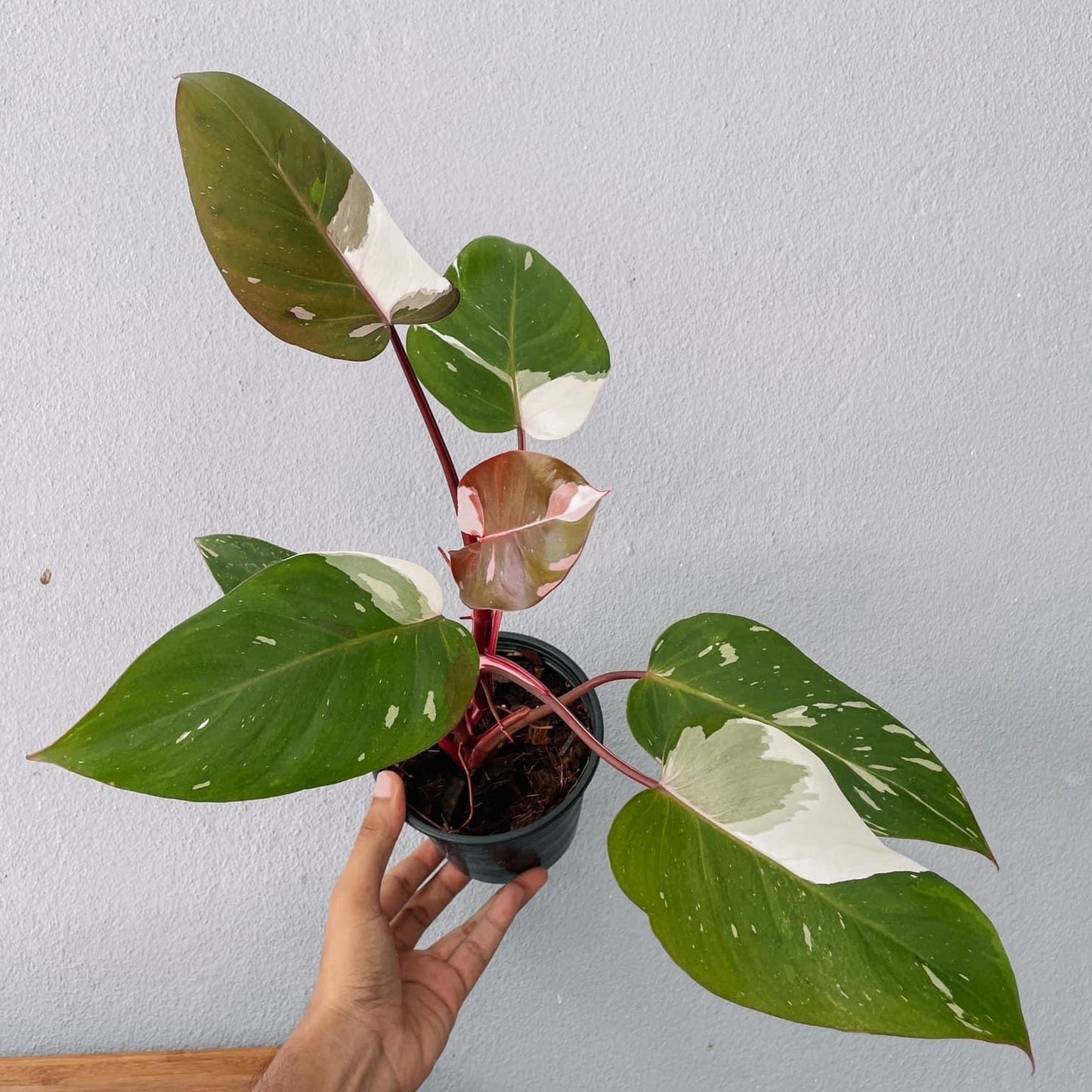 Philodendron White Princess Plant with POT