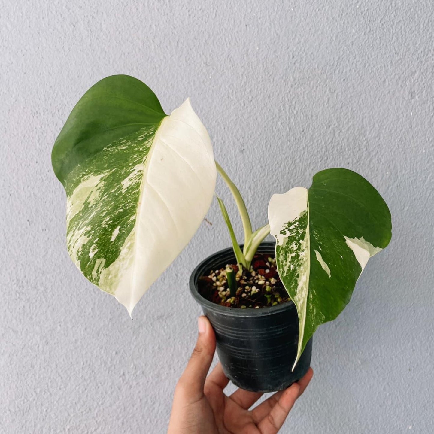 Monstera Borsigiana Variegated Plant With POT