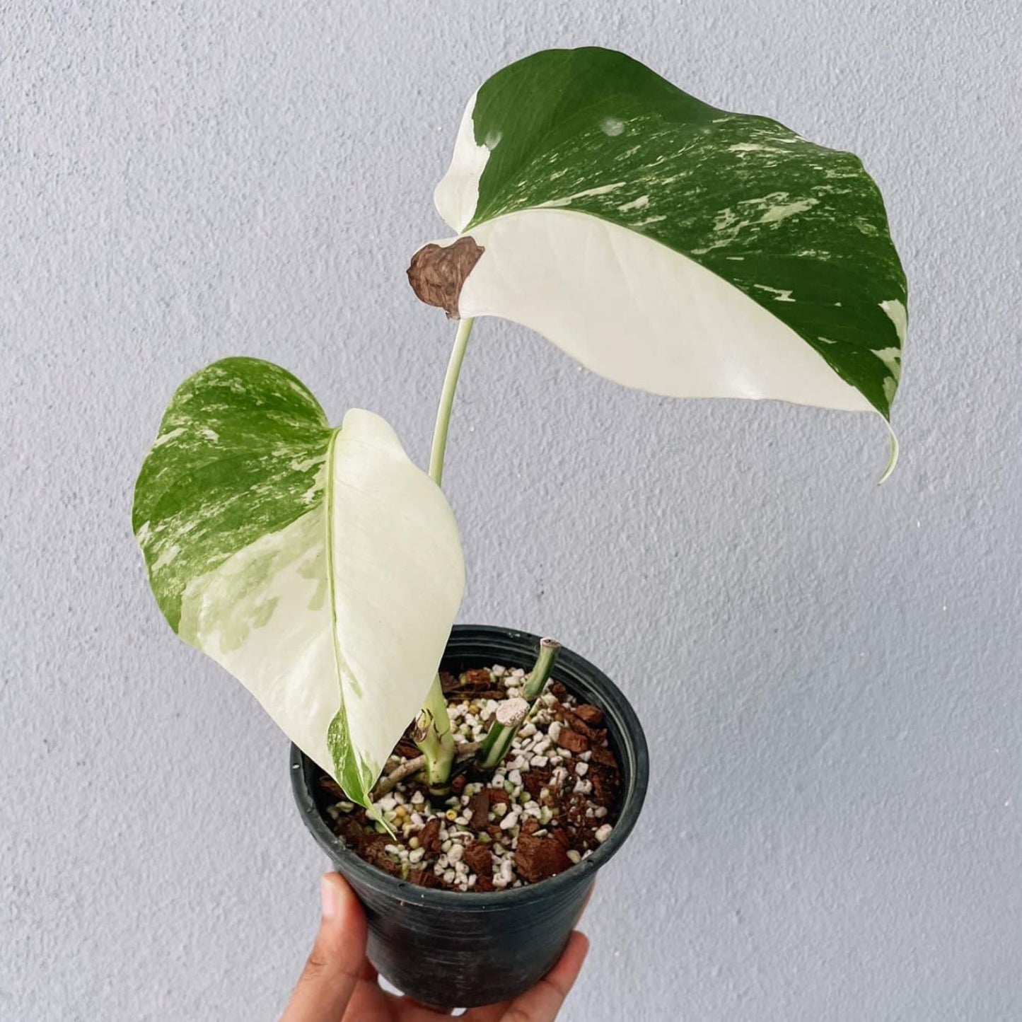 Monstera Borsigiana Variegated Plant With POT