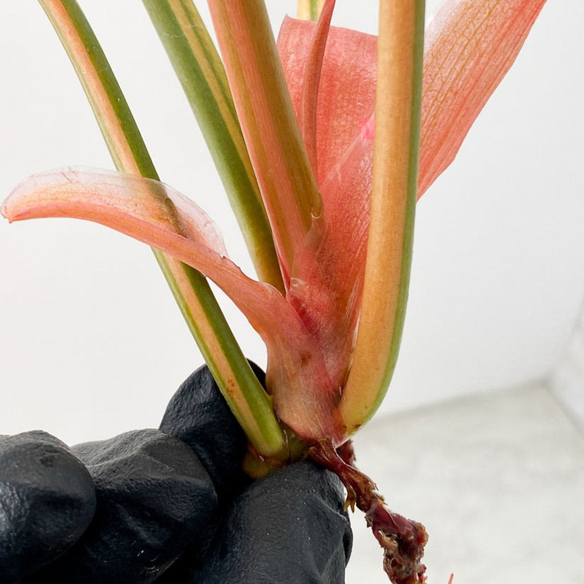 Philodendron Caramel Marble 5 Leaf Top Cut