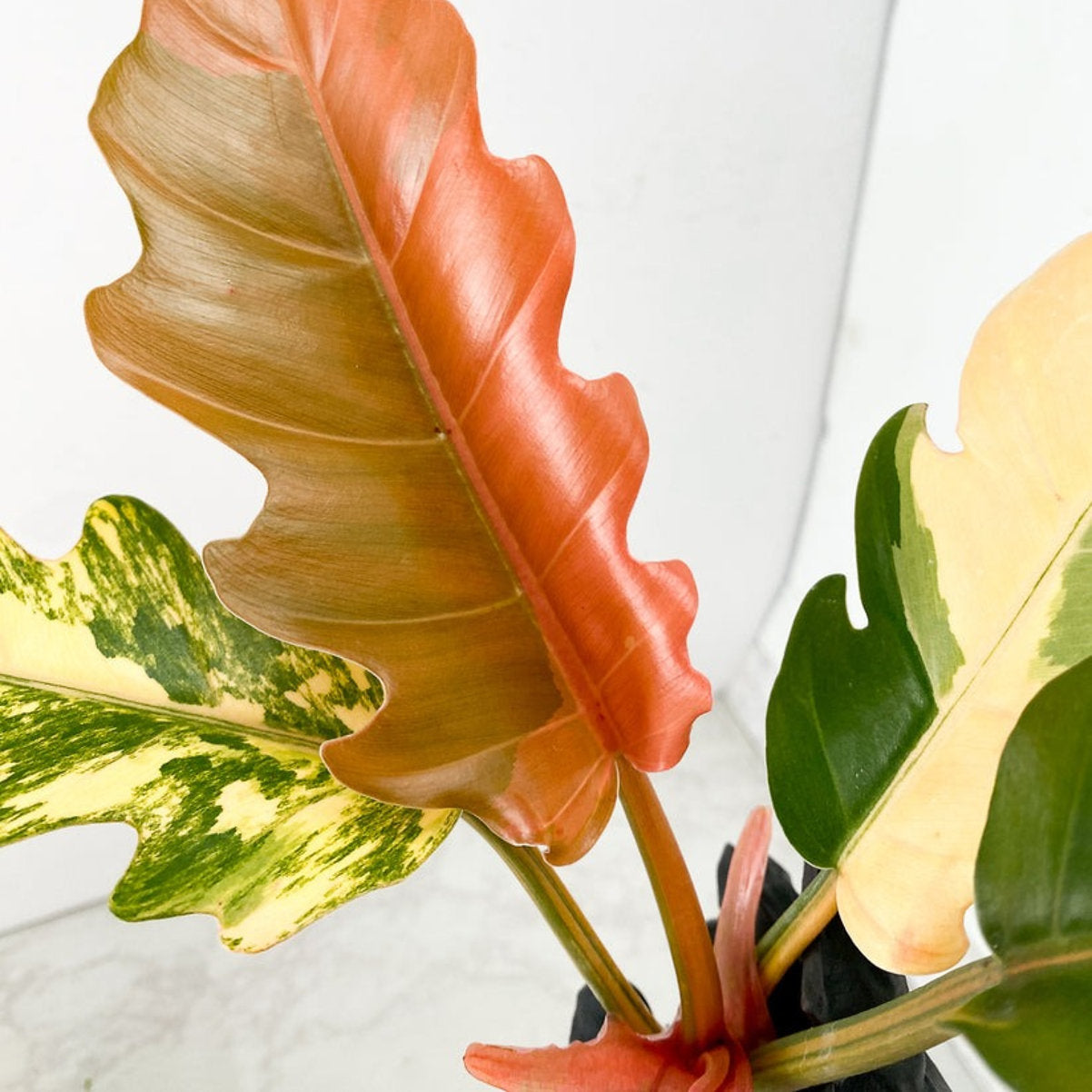 Philodendron Caramel Marble 5 Leaf Top Cut