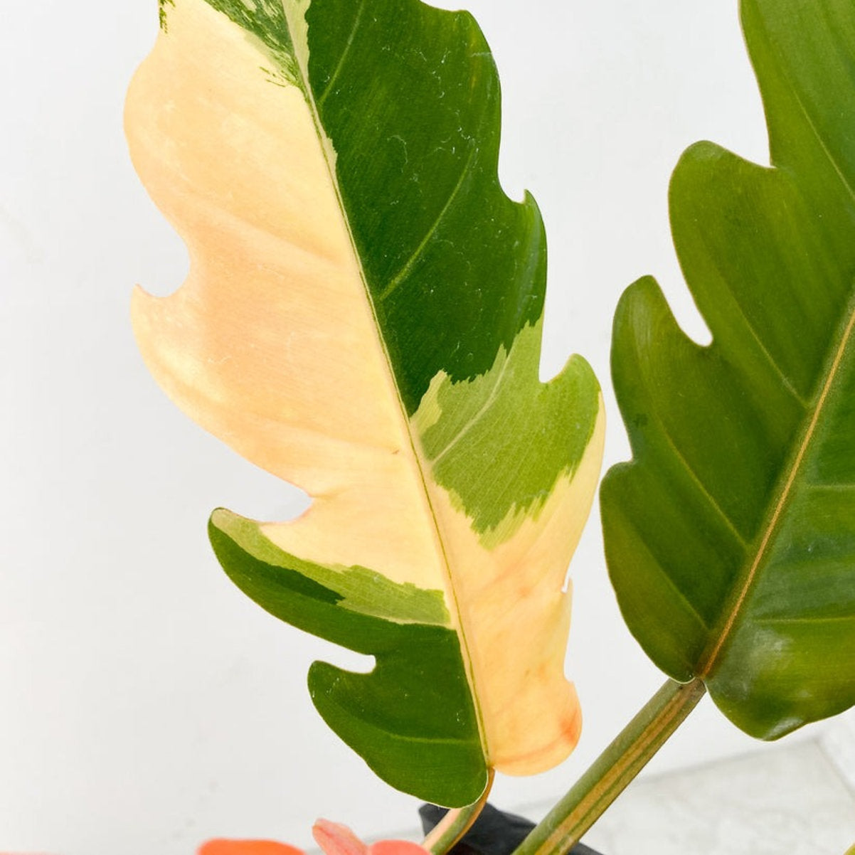 Philodendron Caramel Marble 5 Leaf Top Cut